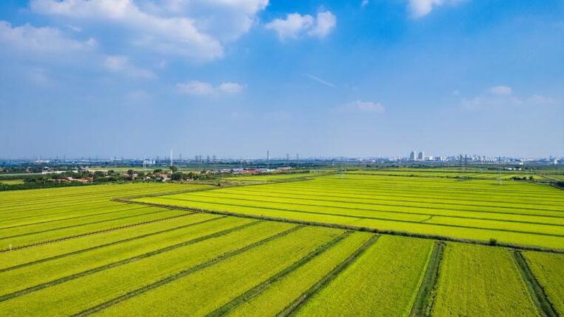 休闲农业项目加盟：如何选择与避坑指南