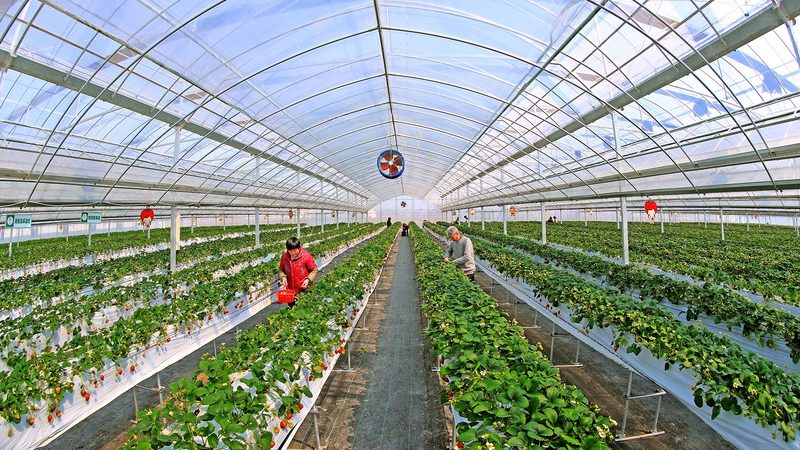 农业项目对比分析：如何避免误判与风险