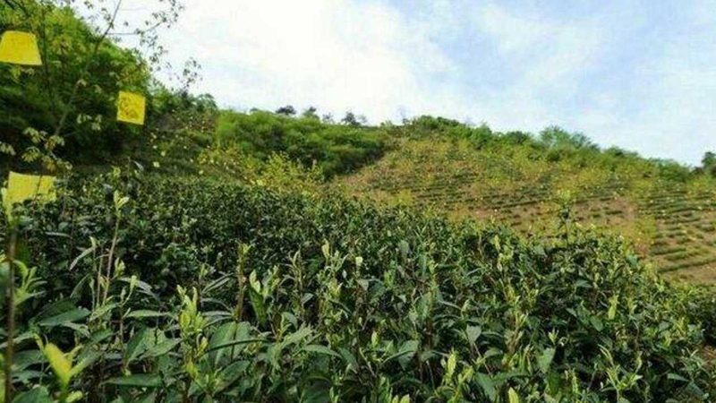 生物防治：农业生态平衡的守护者**