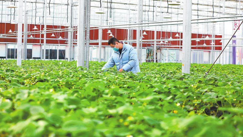 手持式种植机械：如何选择适合的型号？**