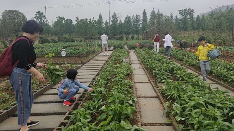 智能温室设施农业到底有哪几种主流类型