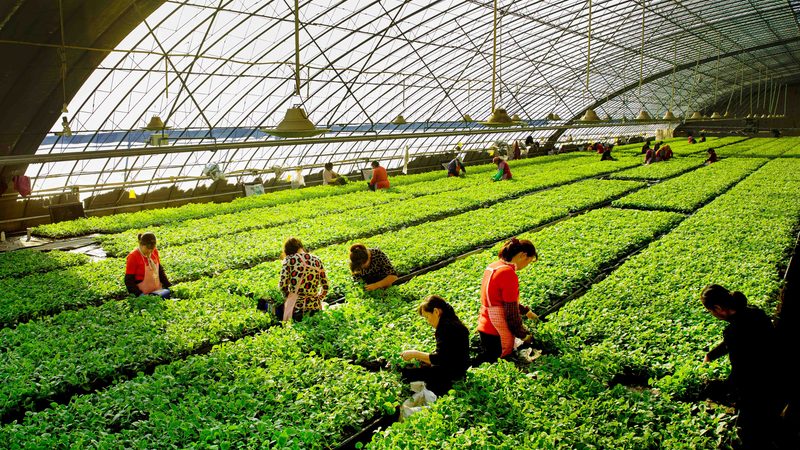 定制化服务，让农业种植地块焕发生机**