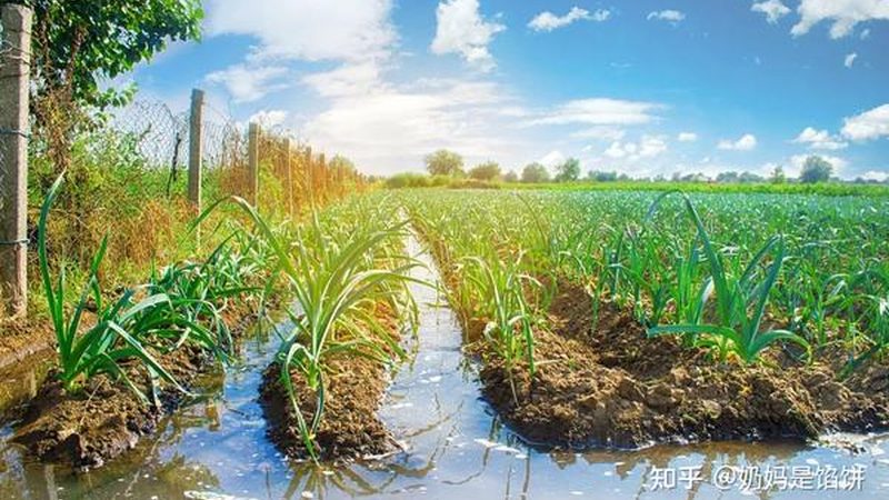 绿色食品认证：从申请到获得，全程揭秘